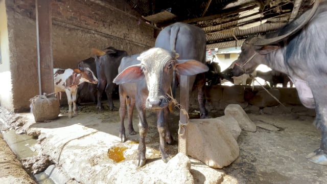 A buffalo calf stands tied up on an urban dairy farm or tabela, Pune, India, 2024