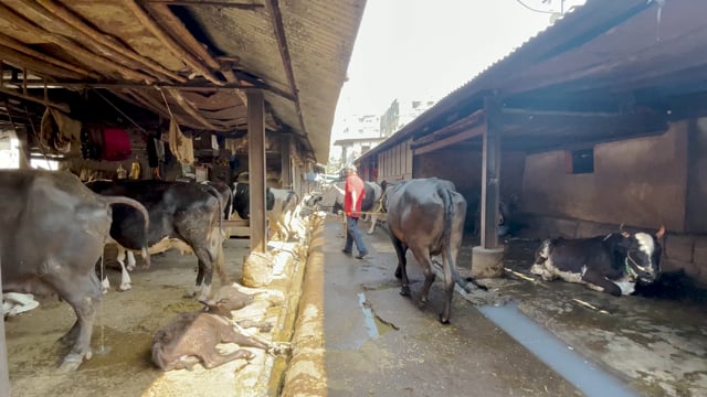A worker leads an Indian dairy cow on an urban dairy farm or tabela, Pune, India, 2024