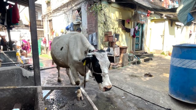 An Indian dairy cow walks through a slum, Pune, India, 2024