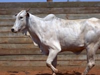 Lote 93