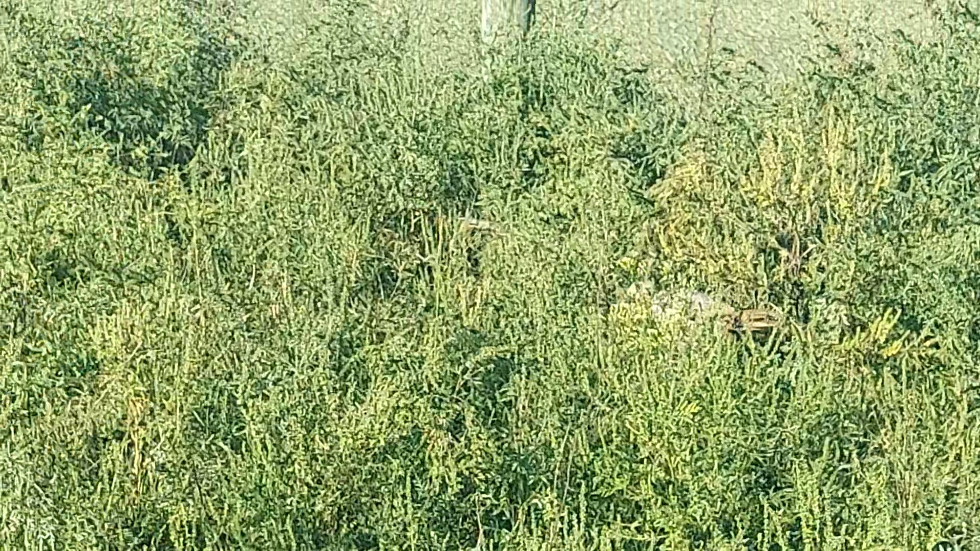 https://i.vimeocdn.com/video/1921081794-3b71aa066790f4ee8a409a97c6d9749c9c7d726ea4406c6a27b111f498aa9e64-d