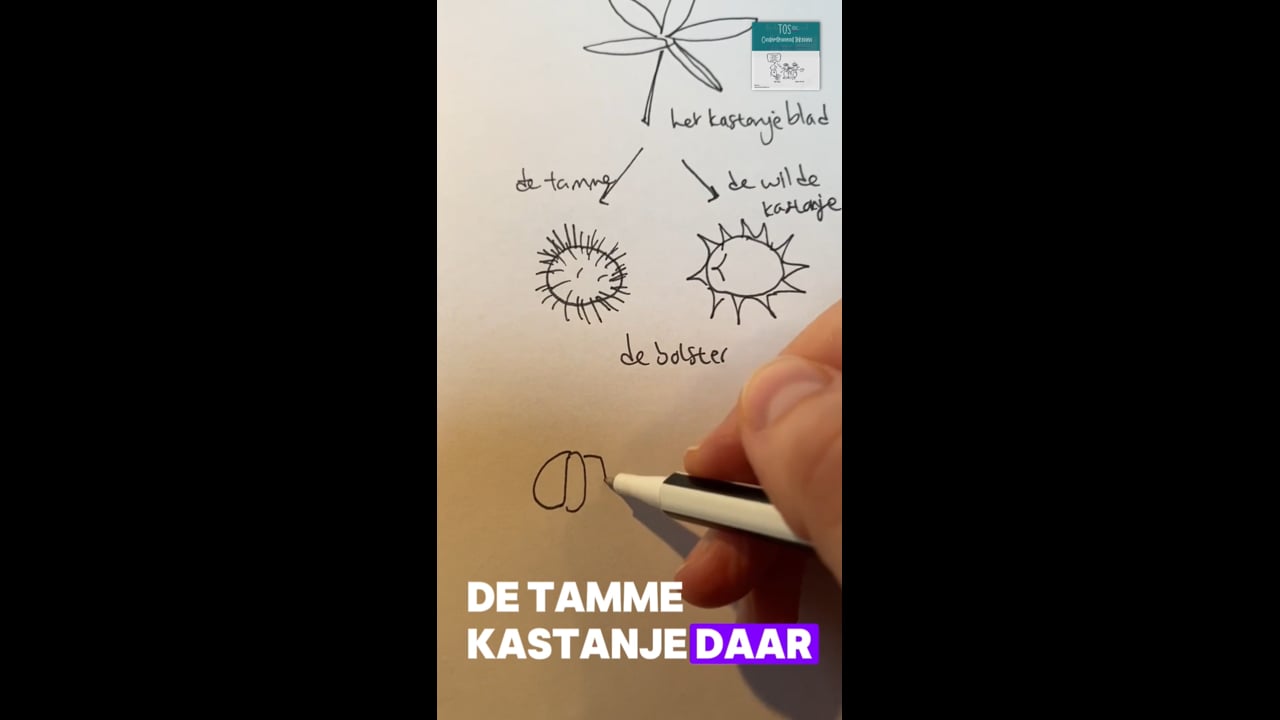 Kastanjeblad (het)*, de wilde en de tamme kastanje, de bolster