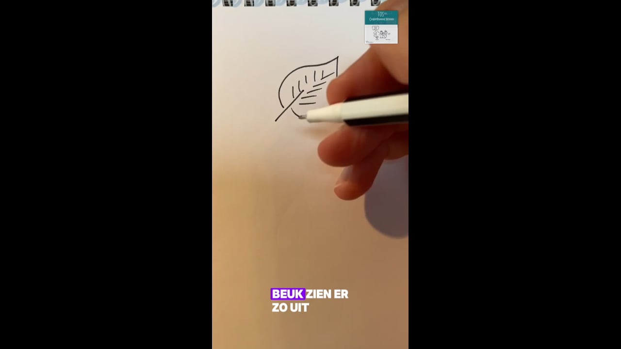 Beuk (de), het beukenblad