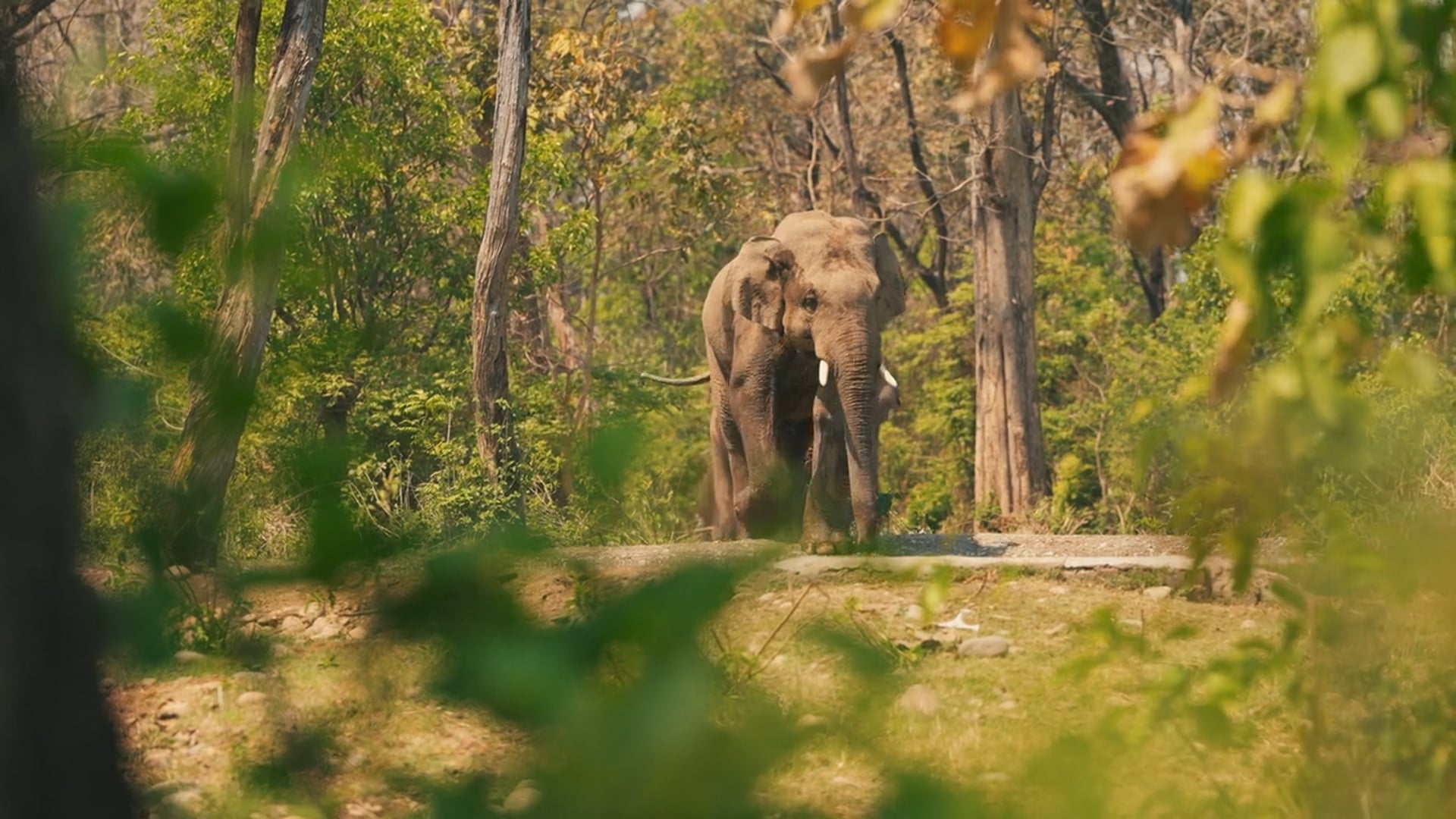 Reportage - Diergaarde Blijdorp Aziatische Olifant