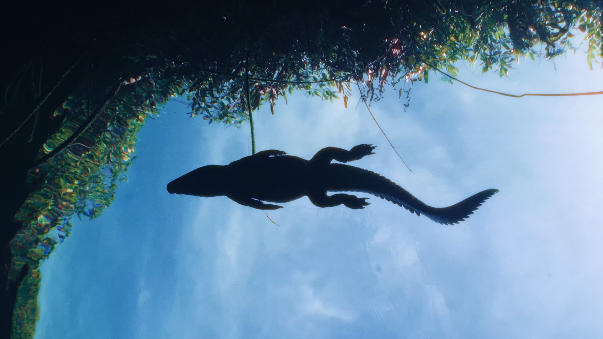 The Next Turn Orlando Trailer