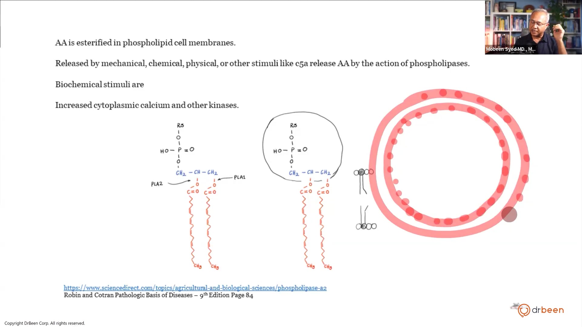 Arachidonic Acid Pathway - (Inflammation Part 7)