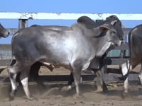 Lote 72C