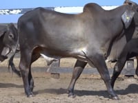 Lote 74C