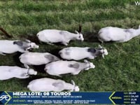 Lote 126 Mega Lote