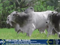 Lote 125 Mega Lote