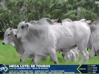 Lote 124 Mega Lote