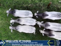 Lote 123 Mega Lote