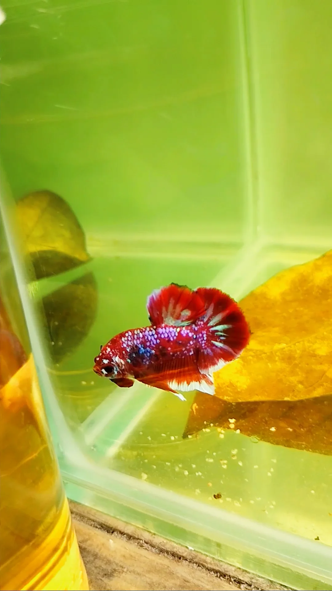 Untitled [vimeo.com]