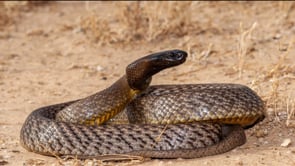 Top 5 DEADLIEST Snake Species in the World | don't miss this video