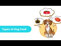 Types of Dog Food