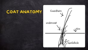 Basic coat/hair anatomy