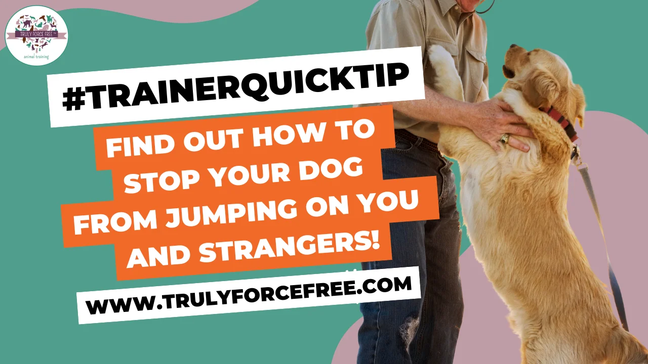 Training Your Dog Not to Jump: Expert Tips Revealed