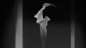 Blossoming ones - Stereotactic - RAZUMNO