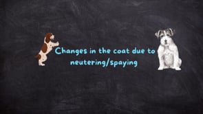 Why does a handstrip coat change when we neuter the dog?