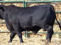 Lote 46