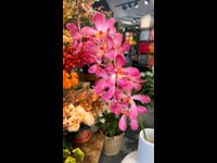 Kunstbloem Vanda Pink