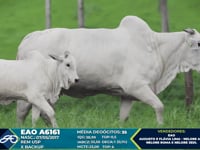 Lote Aspiração A6161