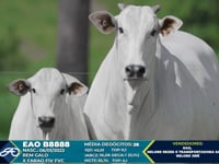 Lote Aspiração B8888