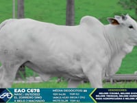 Lote Aspiração C678