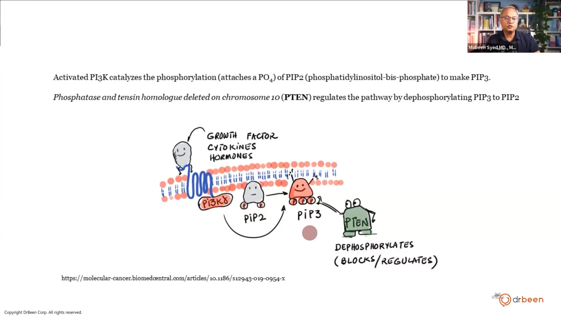 AKT PI3K mTOR Pathway (Inflammation Part 8)