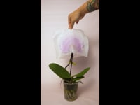 Orquidea - Phalaenopsis Singolo Victorio