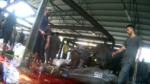 Animal Equality Exposes the Cruel and Illegal Practices in the Slaughter of Animals Used for Milk