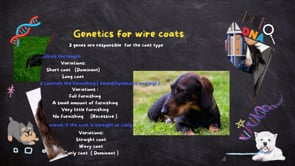 Coat type genetics