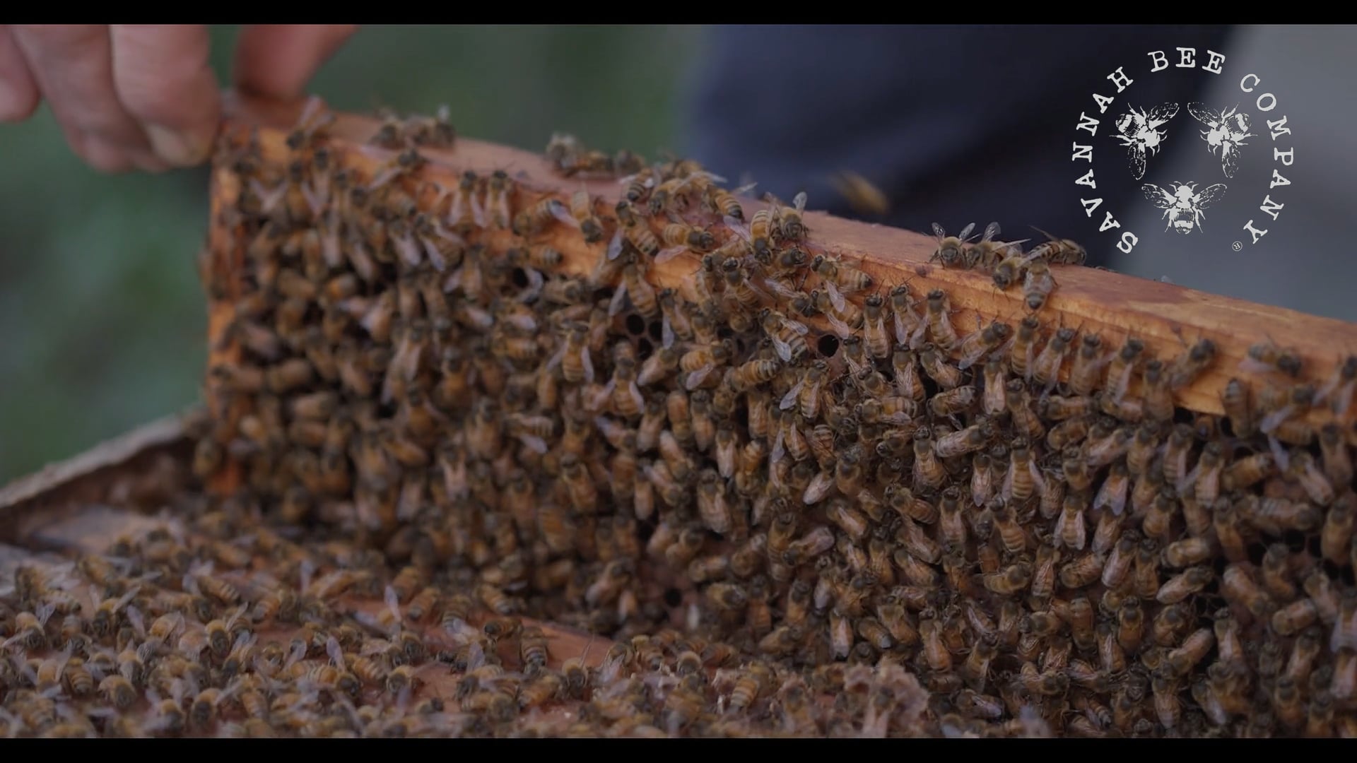 Savannah Bee Company Documentary