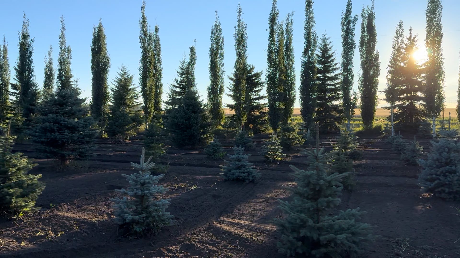 Quality Trees for Sale | Bruce's Spruces Ltd