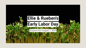 Ellie-Mae's Early Labor Day