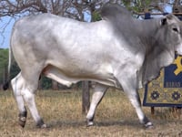 Lote 03