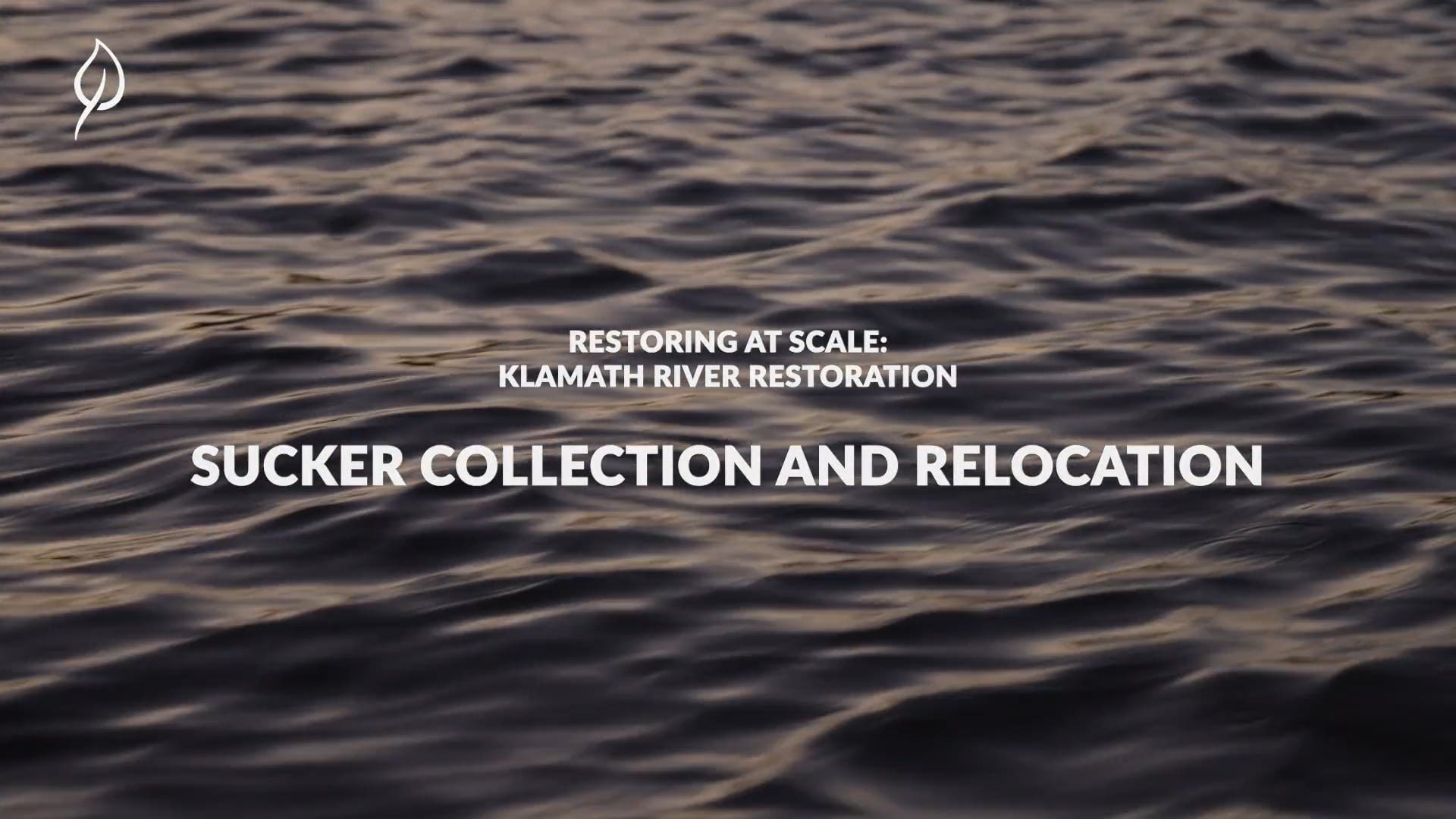 Sucker Relocation | Klamath River Restoration | Restoring at Scale