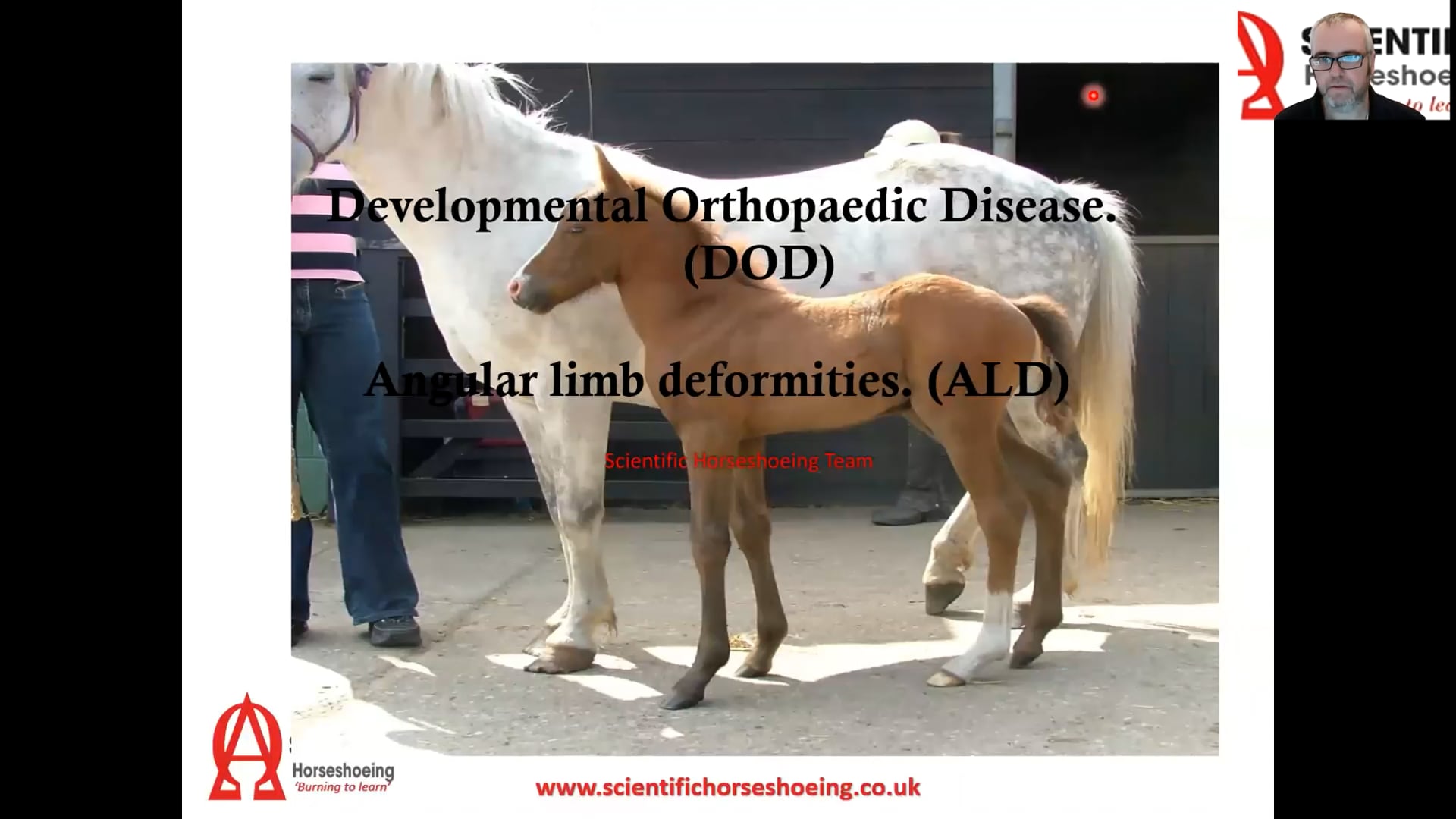 developmental orthopedic disease (angular limb deformities) Paul Conroy BSc (Hons)