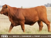 Lote 71 (TE83)