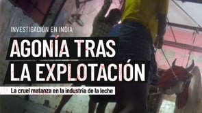La agonía tras la explotación: el fin de las vacas y búfalas en la industria de la leche