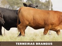 Geral Terneiras Brangus