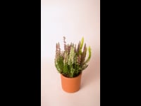 calluna.