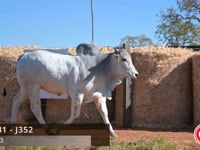 Lote 31