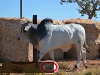 Lote 64