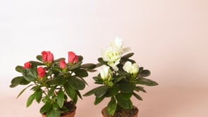 Rhododendron