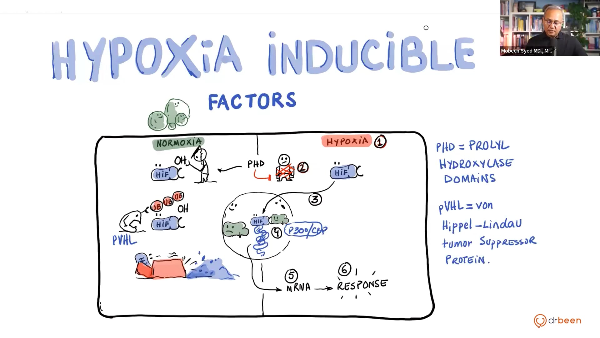 Hypoxia Inducible Factor (Inflammation Part 9)