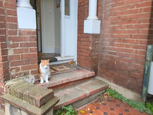 Cozy Clapham Flat with Garden & Friendly Cat Main Photo