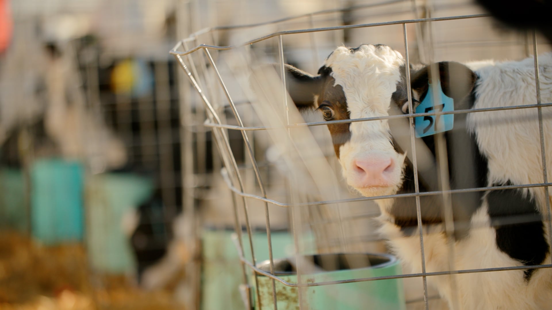 Adisseo | Hyde Park Holsteins