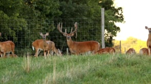 ConQuest 200: Life On A Family Deer Farm - Episode 3