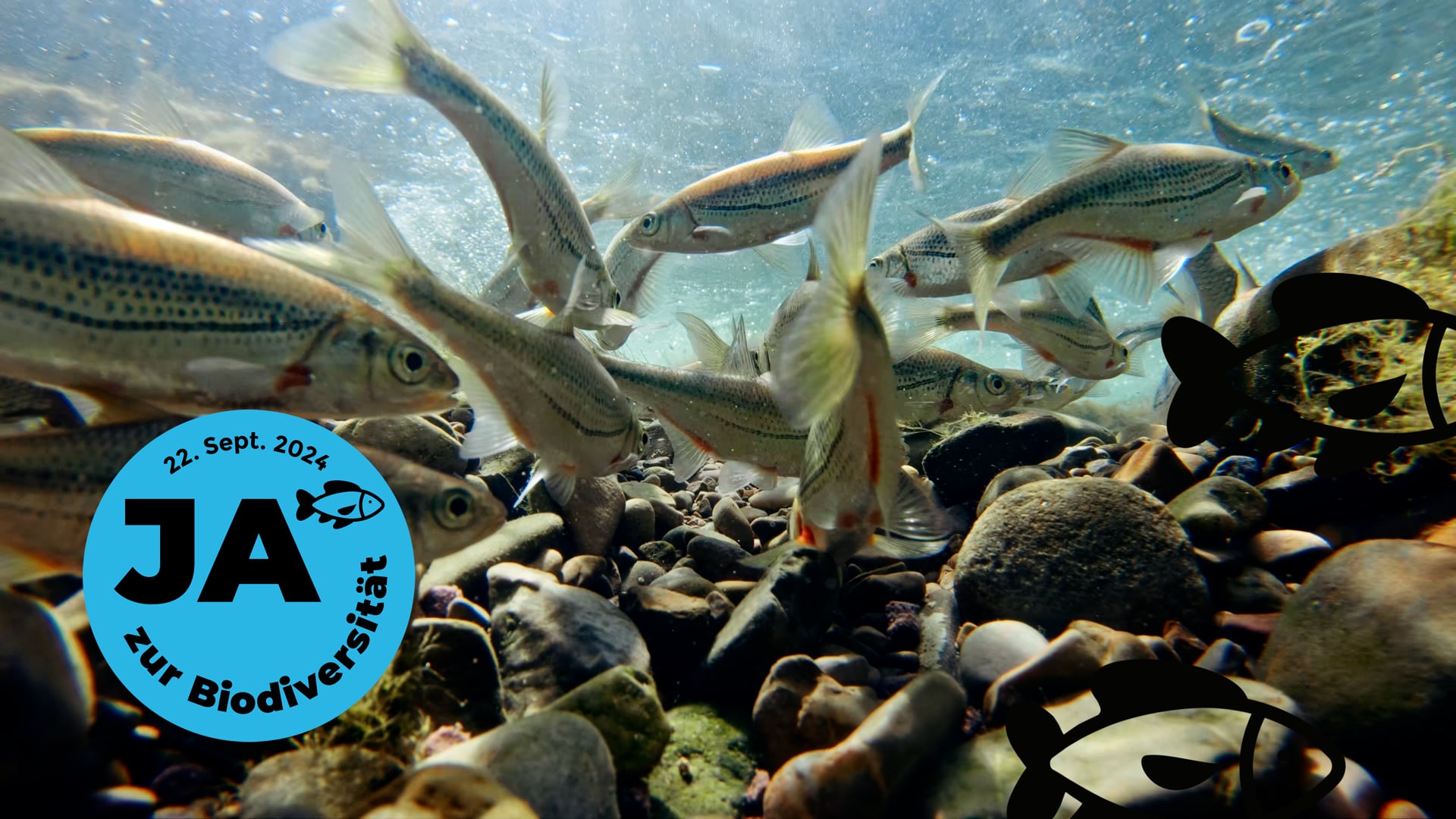 Pro Natura Suisse | Initiative biodiversité - Milieux aquatiques